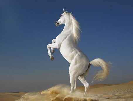cavallotruccato