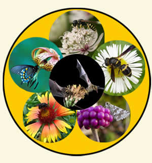 pollinators