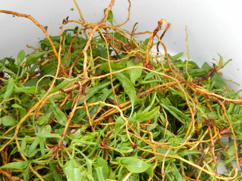 herb