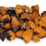 chaga