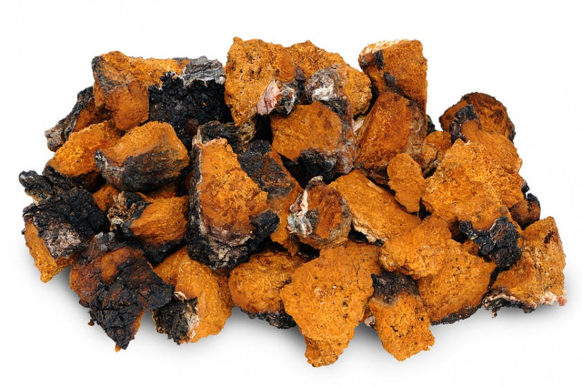 chaga