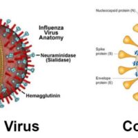 Influenza stagionale e Coronavirus