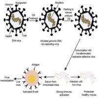 Gli scienziati producono un “vaccino contro il virus del DNA” per combattere i virus del DNA