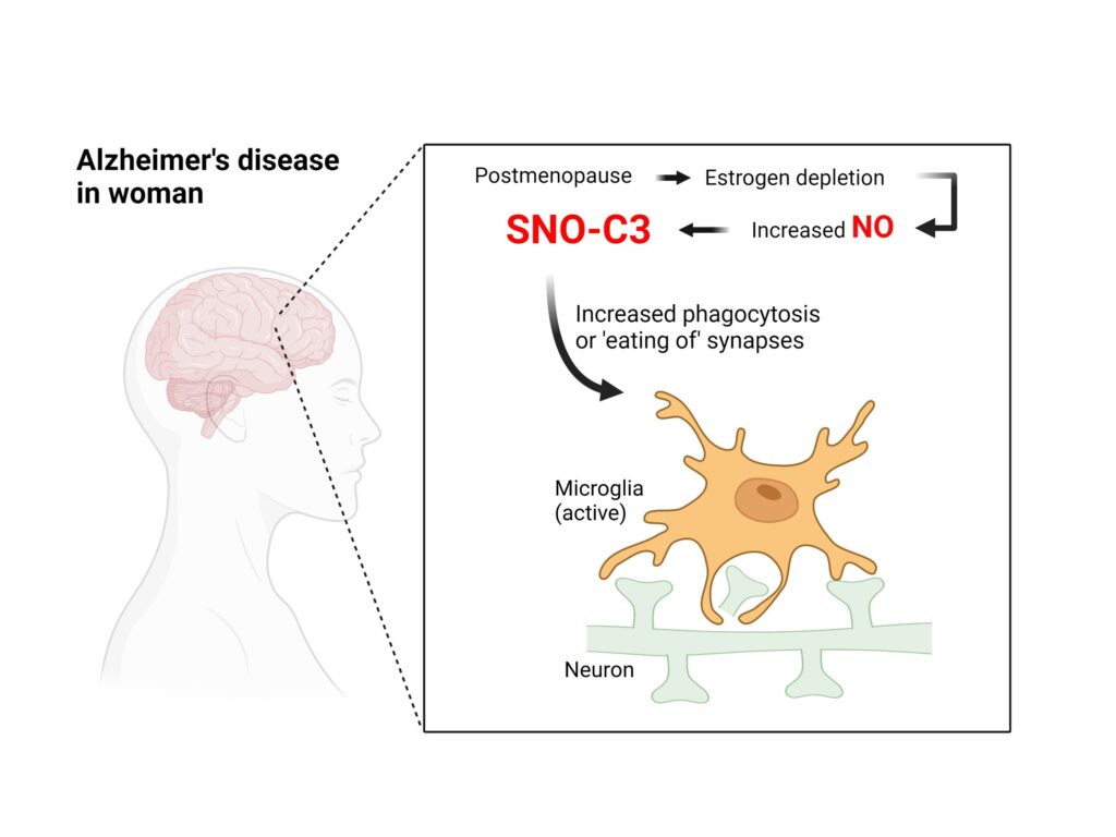 Nelle donne in postmenopausa, la deplezione di estrogeni provoca un aumento eccessivo di ossido nitrico (NO) nel cervello e quindi genera il fattore del complemento S-nitrosilato C3 (SNO-C3). SNO-C3 attiva le cellule microgliali attivate, le cellule immunitarie innate nel cervello, per fagocitare (o "mangiare") le sinapsi neuronali, le connessioni che mediano la segnalazione tra le cellule nervose nel cervello. Questo aberrante processo di biologia chimica provoca la perdita di sinapsi, portando al declino cognitivo nella malattia di Alzheimer. 