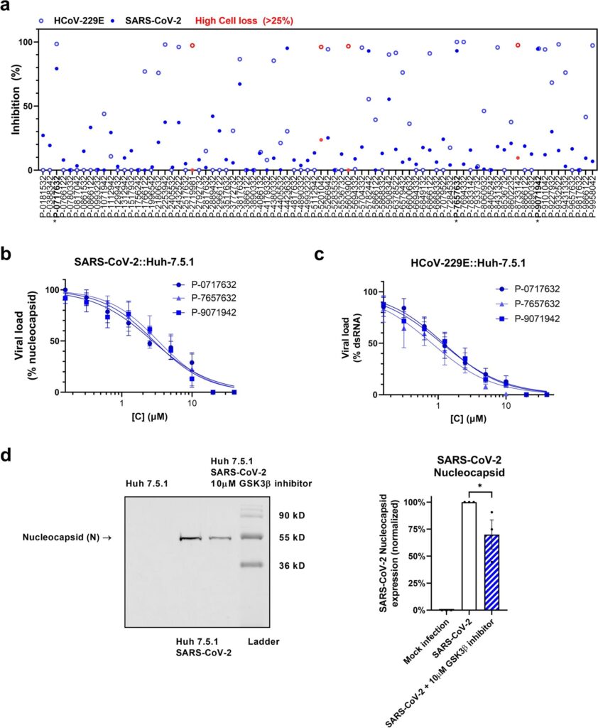 Screening degli inibitori GSK3β. uno schermo ad alto contenuto di cellule Huh-7.5.1 infettate da SARS-CoV-2 (cerchi pieni) e HCoV-229E (cerchi vuoti) con la libreria focalizzata su Takeda GSK3β a una singola dose di 10 μM. L'inibizione è stata interpolata sia a un controllo non infetto che a un controllo infetto, non trattato, quantificando il dsRNA intracellulare. La perdita di cellule è stata valutata per evitare di quantificare piccole popolazioni e i composti che determinano una perdita di cellule > 25% sono contrassegnati in rosso. I composti contrassegnati da un asterisco sono stati ulteriormente perseguiti. Lo Z' di due schermi indipendenti era 0,54 e 0,74 per SARS-CoV-2 e 0,68 per HCoV-229E. bc Convalida dose-risposta di composti di interesse. Ogni dose è una media di quattro esperimenti indipendenti, le barre di errore mostrano SEM. Carica virale di SARS-CoV-2 ( b) è stato determinato misurando la proteina N intracellulare e la carica virale di HCoV-229E ( c ) misurando il dsRNA. d Analisi occidentale della proteina SARS-CoV-2 N, macchia rappresentativa di quattro esperimenti indipendenti. 