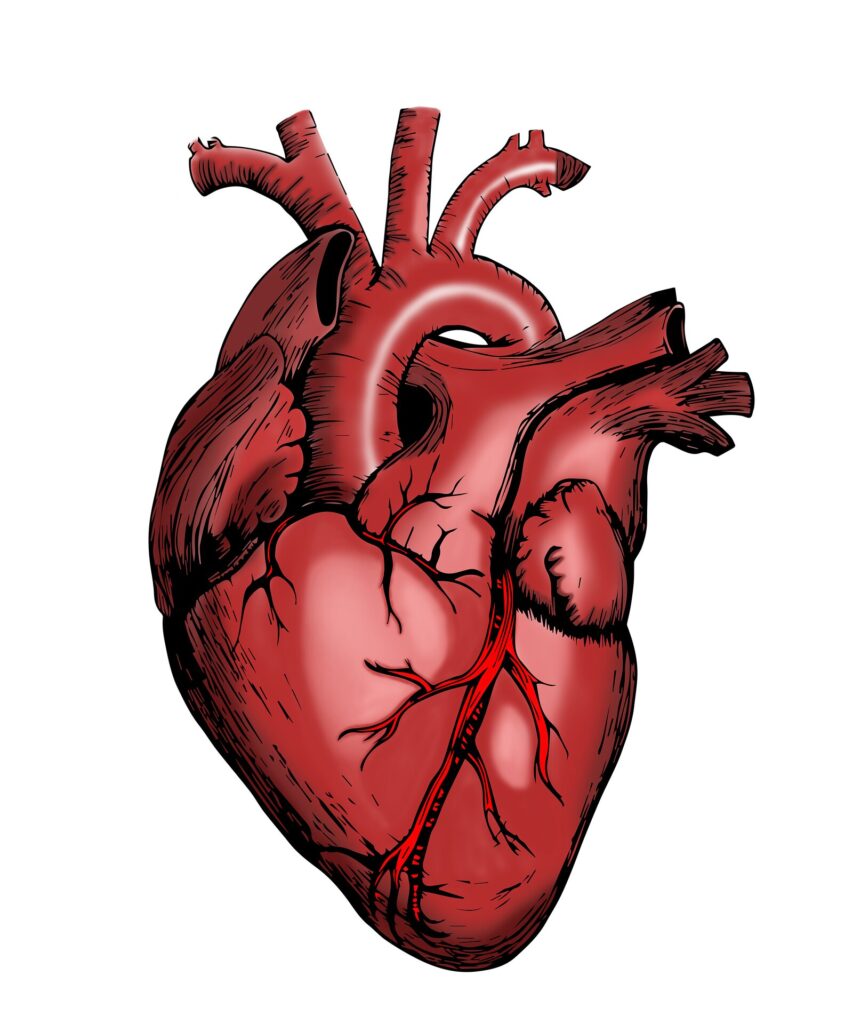 riparare i danni cardiaci nei pazienti che soffrono di infarto cronico e insufficienza cardiaca