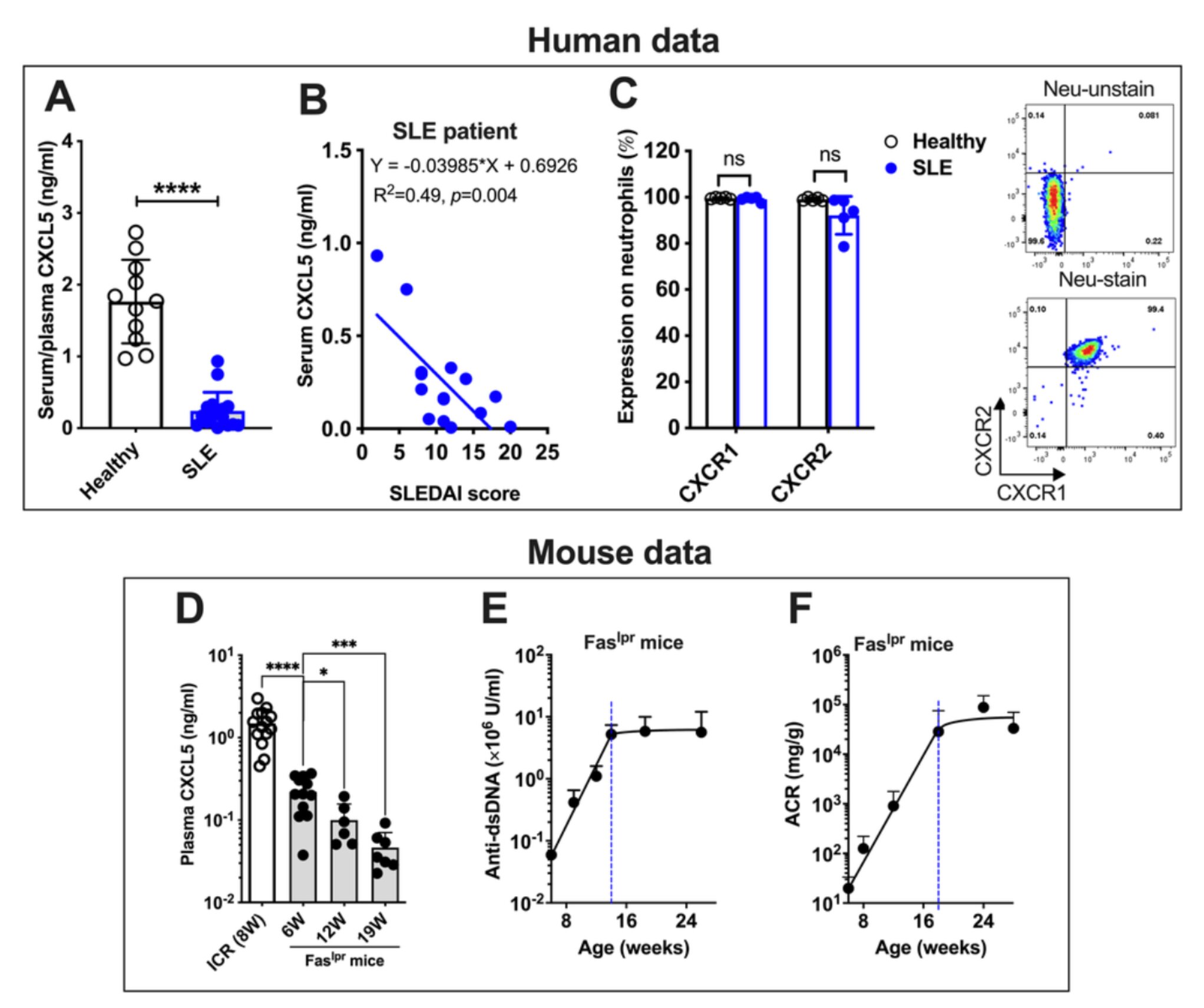 I livelli sierici di CXCL5 sono più bassi nei pazienti asiatici con LES e nei topi Fas lpr , rispetto agli individui sani e ai topi di controllo ICR, e sono correlati negativamente con l'attività della malattia. (A) Livelli sierici di CXCL5 in individui sani e pazienti con LES attivi asiatici. (B) Correlazione dei punteggi sierici di CXCL5 e SLE disease activity index (SLEDAI) nei pazienti asiatici con LES. (C) Espressione del recettore umano CXCR1/2 nei neutrofili del sangue. (D) Livelli plasmatici di CXCL5 in topi ICR immunocompetenti sani e topi Fas lpr con l'aumentare dell'età. (E) Livelli di anticorpi anti-dsDNA con l'aumentare dell'età dei topi Fas lpr . Da sei a 8 topi Fas lpr per punto temporale. (F) Rapporto albumina-creatinina urinaria (ACR) con l'aumentare dell'età dei topi Fas lpr . Dalle sei alle otto Fastopi lpr per punto temporale per i primi 4 punti temporali; tre topi per punto temporale per gli ultimi 2 punti temporali. In totale, per questo esperimento sono stati utilizzati 16 campioni di sangue sani e 20 di pazienti affetti da LES, 15 ICR e 57 topi Fas lpr . I risultati sono espressi come media ± DS. La significatività statistica è stata definita come * p