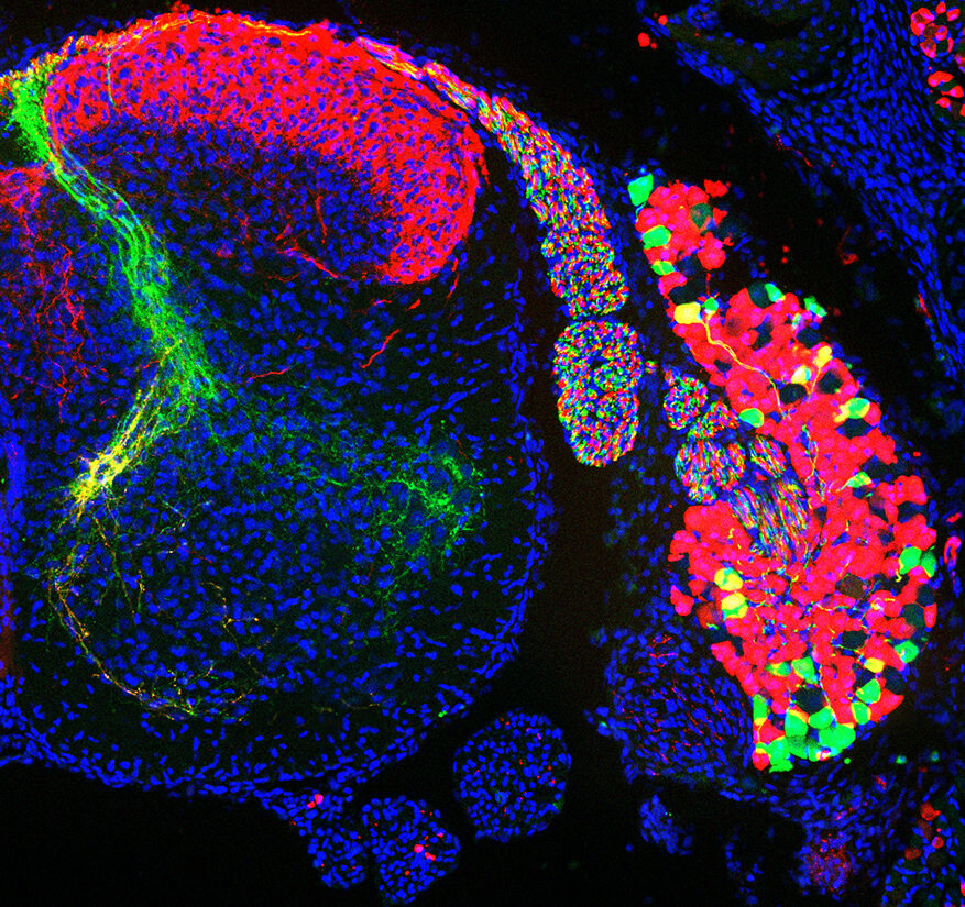 Diverse popolazioni di neuroni sensoriali corpi cellulari in un ganglio della radice dorsale (a destra) e i loro assoni nel midollo spinale (a sinistra): le cellule in verde rilevano informazioni propriocettive mentre le cellule in rosso informazioni termiche e tattili.