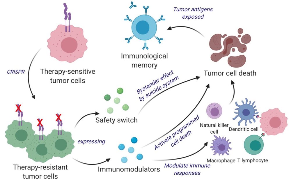 Gli scienziati hanno sviluppato una strategia terapeutica bifunzionale trasformando le cellule tumorali viventi in una terapia. Il team di Shah ha ingegnerizzato cellule tumorali viventi utilizzando lo strumento di editing genetico CRISPR-Cas9 e le ha riutilizzate per rilasciare l'agente che uccide le cellule tumorali. Inoltre, le cellule tumorali ingegnerizzate sono state progettate per esprimere fattori che le renderebbero facili da individuare, etichettare e ricordare per il sistema immunitario, innescando il sistema immunitario per una risposta antitumorale a lungo termine. Il team ha testato le loro cellule tumorali terapeutiche (ThTC) potenziate con CRISPR e decodificate in diversi ceppi di topi, tra cui quello che portava cellule di midollo osseo, fegato e timo derivate dall'uomo, imitando il microambiente immunitario umano. Il team di Shah ha anche costruito un interruttore di sicurezza a due strati nella cellula tumorale, che, una volta attivato, sradica i ThTC se necessario. 