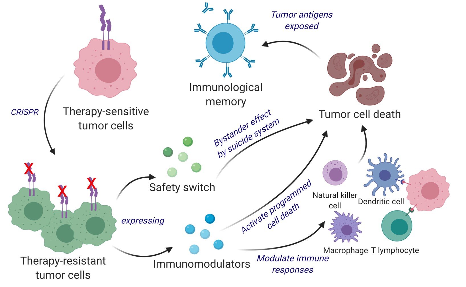 Gli scienziati hanno sviluppato una strategia terapeutica bifunzionale trasformando le cellule tumorali viventi in una terapia. Il team di Shah ha ingegnerizzato cellule tumorali viventi utilizzando lo strumento di editing genetico CRISPR-Cas9 e le ha riutilizzate per rilasciare l'agente che uccide le cellule tumorali. Inoltre, le cellule tumorali ingegnerizzate sono state progettate per esprimere fattori che le renderebbero facili da individuare, etichettare e ricordare per il sistema immunitario, innescando il sistema immunitario per una risposta antitumorale a lungo termine. Il team ha testato le loro cellule tumorali terapeutiche (ThTC) potenziate con CRISPR e decodificate in diversi ceppi di topi, tra cui quello che portava cellule di midollo osseo, fegato e timo derivate dall'uomo, imitando il microambiente immunitario umano. Il team di Shah ha anche costruito un interruttore di sicurezza a due strati nella cellula tumorale, che, una volta attivato, sradica i ThTC se necessario.