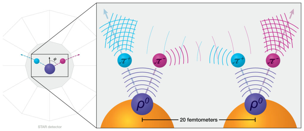 A sinistra: gli scienziati usano il rivelatore STAR per studiare le distribuzioni dei gluoni tracciando coppie di pioni positivi (blu) e negativi (magenta) (π). Queste coppie π provengono dal decadimento di una particella rho (viola, ρ0) — generata dalle interazioni tra i fotoni che circondano uno ione d'oro in velocità e i gluoni all'interno di un altro che passano molto vicini senza scontrarsi. Più l'angolo (Φ) tra π e la traiettoria di rho è vicino a 90 gradi, più chiara è la visione che gli scienziati ottengono della distribuzione dei gluoni. Destra/riquadro: le particelle π+ e π- misurate sperimentano un nuovo tipo di entanglement quantistico. Ecco le prove: quando i nuclei si incrociano, è come se si generassero due particelle rho (viola), una in ciascun nucleo (oro) a una distanza di 20 femtometri. Come ogni rho decade, le funzioni d'onda dei pioni negativi di ogni decadimento rho interferiscono e si rafforzano a vicenda, mentre le funzioni d'onda dei pioni positivi di ogni decadimento fanno lo stesso, risultando in una funzione d'onda π+ e una π- (nota anche come particella) che colpisce il rivelatore. Questi schemi di rinforzo non sarebbero possibili se π+ e π- non fossero entangled. 