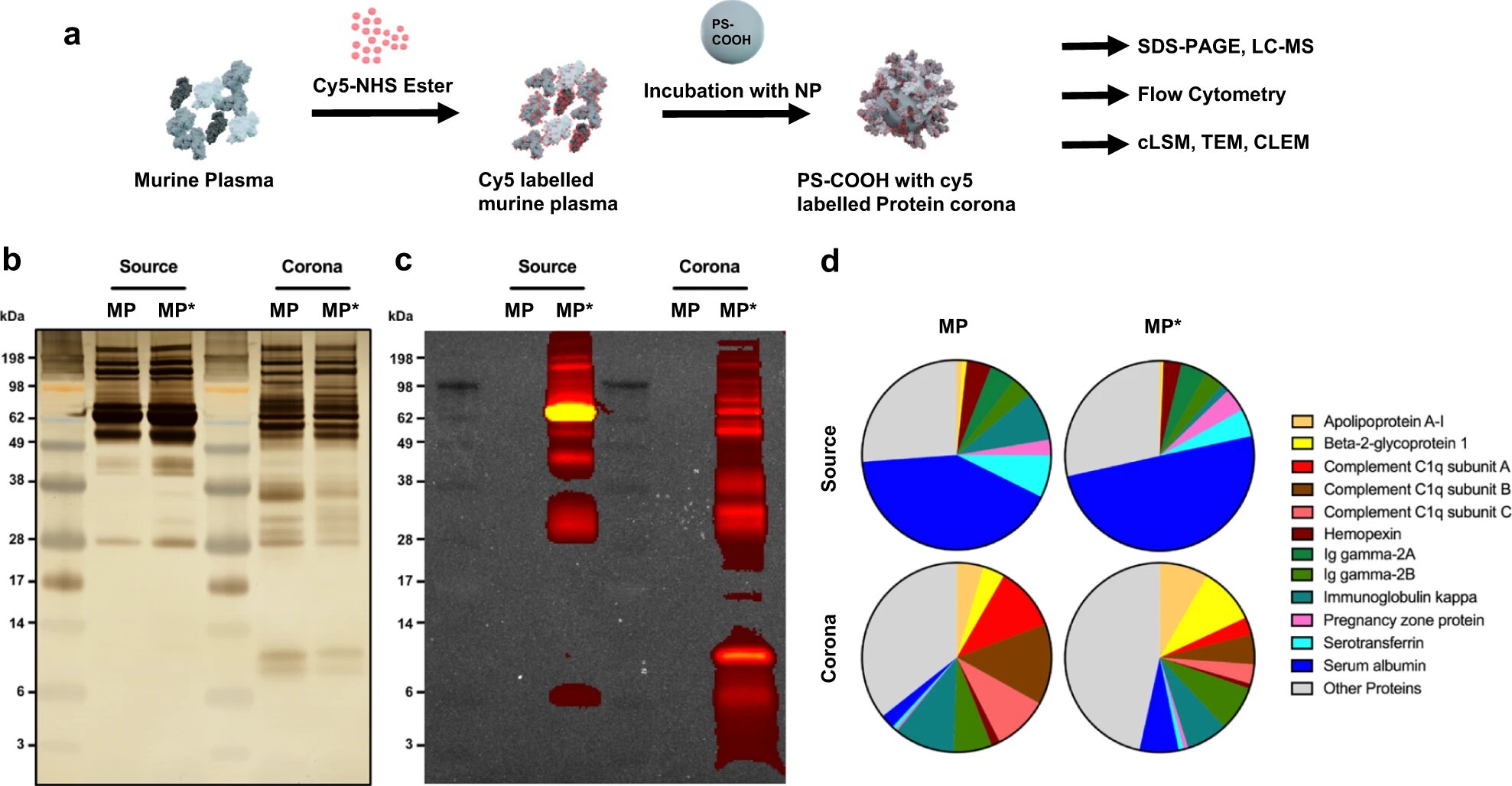 Analisi proteica di plasma e corona proteica murini non marcati e marcati con Cy5. a Le proteine ​​​​del plasma murino sono state etichettate con Cy5 dalla chimica del NHS. Le NP PS funzionalizzate con carbossile sono state incubate rispettivamente in plasma murino non etichettato e marcato con Cy5 per formare una corona proteica. b Plasma murino non etichettato (MP), plasma murino marcato con Cy5 (MP*) e campioni di corona proteica associati sono stati analizzati mediante SDS-PAGE e colorazione argento. Le proteine ​​​​corona sono state ottenute dopo l'incubazione di NP PS funzionalizzate con carbossile nel plasma, lavaggio e desorbimento con il 2% di SDS. c Analisi della fluorescenza in-gel. La fluorescenza Cy5 è stata ripresa da IVIS a una lunghezza d'onda di eccitazione di 640 nm e una lunghezza d'onda di emissione di 680 nm. dAnalisi proteomica quantitativa LC-MS. I grafici a torta mostrano le proteine ​​con almeno il 4% di presenza nel proteoma. I valori sono rappresentati come percentuale basata su tutte le proteine ​​identificate.