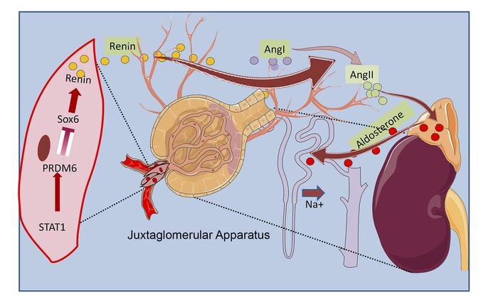 Astratto grafico. Credito: Journal of Clinical Investigation (2023). DOI: 10.1172/JCI160036