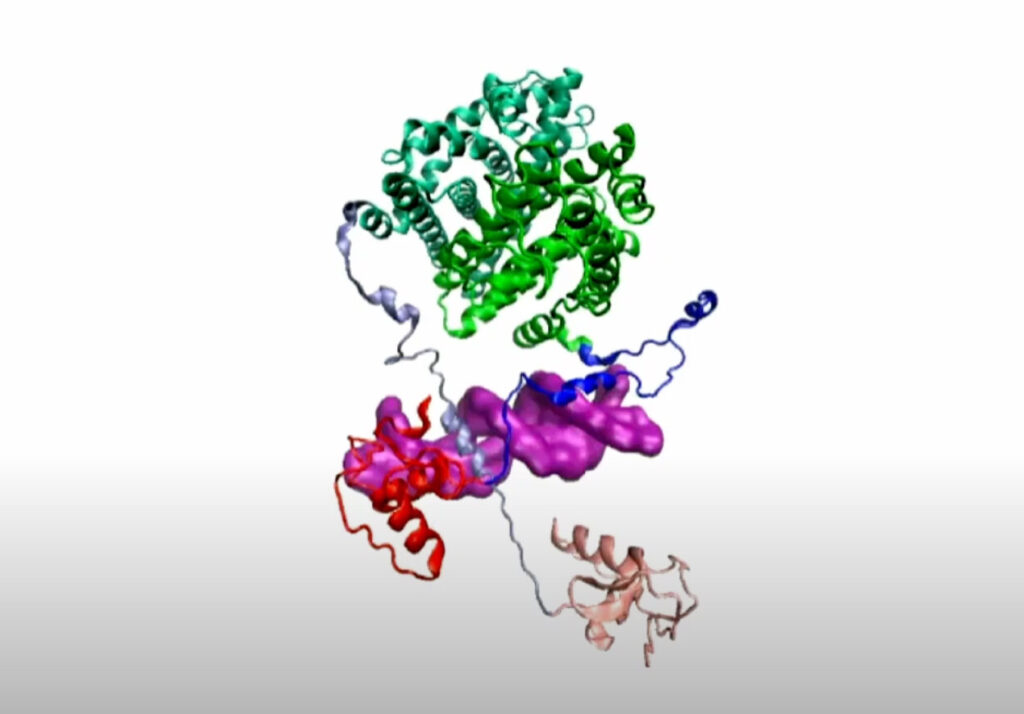 La molecola del recettore (struttura simile a una stringa in diversi colori) manovra un filamento di DNA (viola). Il dominio di legame del DNA è rosso e rosa, il dominio di legame del ligando è verde e verde acqua e le strutture simili a stringhe che collegano i vari domini possono essere osservate in blu e azzurro. Crediti: Wolynes lab/Rice University