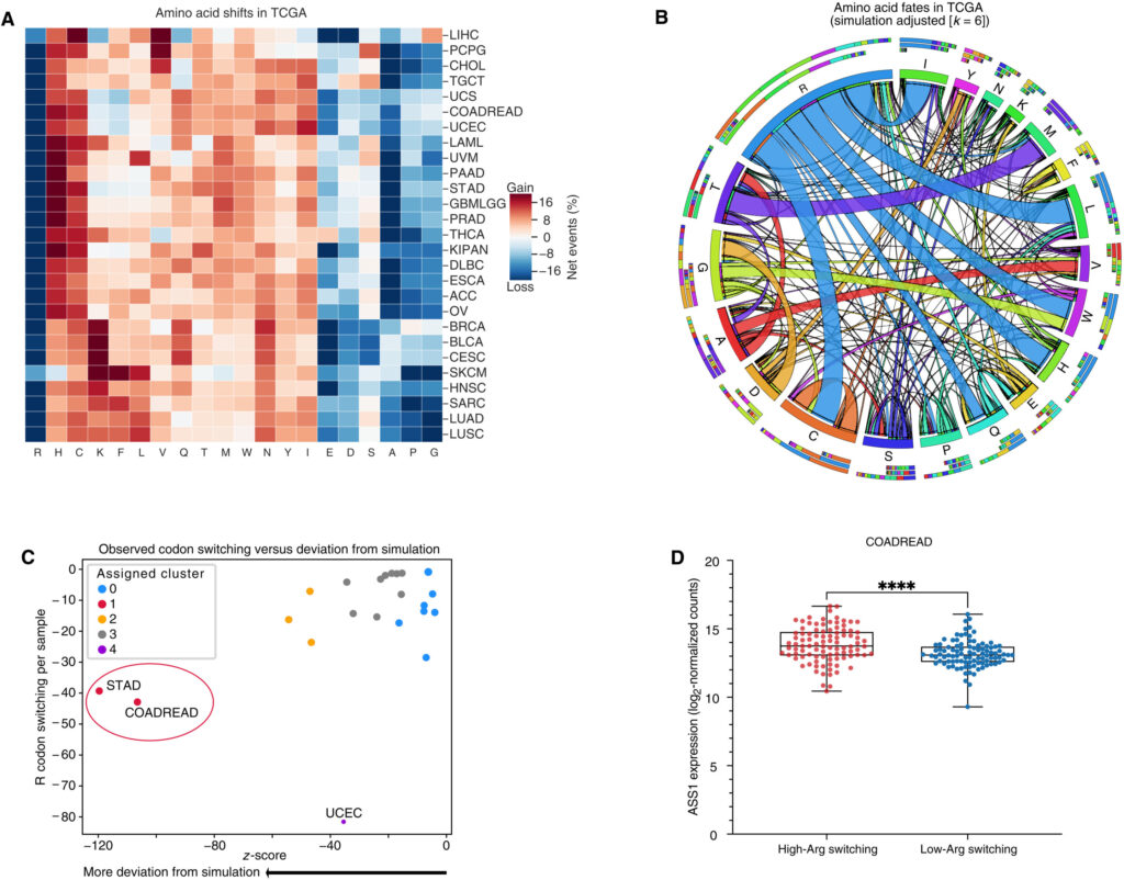 Codoni e residui di arginina vengono spesso persi e sono associati a un aumento dell'espressione di ASS1. (A) Heatmap raffigurante codoni guadagnati (rossi) e persi (blu) attraverso il TCGA. I guadagni e le perdite sono normalizzati al numero totale di eventi di mutazione missenso e silente per campione per ogni tipo di cancro. (B) Diagramma di corda qualitativo che mostra gli eventi di commutazione degli aminoacidi nel cancro dopo l'aggiustamento dalle simulazioni. I nastri che toccano direttamente un segmento di colonna indicano la perdita di quello specifico codone dell'amminoacido durante un evento mutazionale e l'acquisizione del corrispondente codone dell'amminoacido in cui termina il nastro. I nastri che iniziano e finiscono nello stesso amminoacido rappresentano mutazioni sinonime. (C) Eventi di commutazione del codone dell'arginina osservati rispetto al previsto. I cluster sono stati assegnati con Affinity Propagation. ( D ) Espressione di ASS1 in campioni di carcinoma colorettale (CRC) con eventi di commutazione del codone dell'arginina di alto o basso grado (n = 96 per gruppo) con baffi che indicano i valori minimo e massimo. (DESeq2, ****P aggiustato è inferiore a 0,0001). 