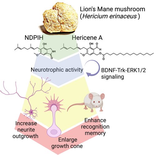 Astratto grafico. Credito: Journal of Neurochemistry (2023). DOI: 10.1111/jnc.15767