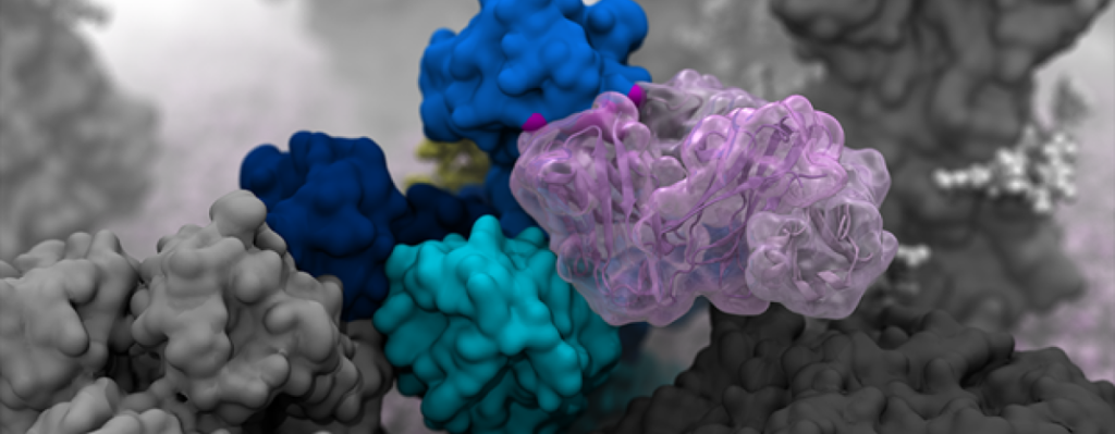 I ricercatori hanno creato simulazioni al computer ad alta risoluzione che rivelano il movimento delle glicoproteine ​​H1N1.
Credito: Lorenzo Casalino / Amaro Lab / UC San Diego