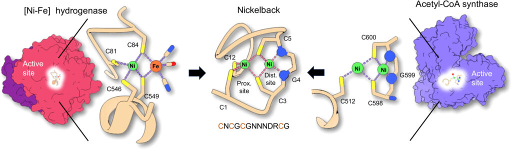 Struttura del modello di NB e confronto con enzimi naturali. [Ni-Fe] idrogenasi (a sinistra) (ID PDB: 5XLE) e ACS (a destra) (ID PDB: 1RU3) sono proteine ​​grandi e complesse con siti di-metallo attivi coordinati da alcuni ligandi. La struttura del modello di NB (al centro) combina elementi di entrambi i siti attivi in ​​un polipeptide di 13 residui. Credito: Science Advances (2023). DOI: 10.1126/sciadv.abq1990