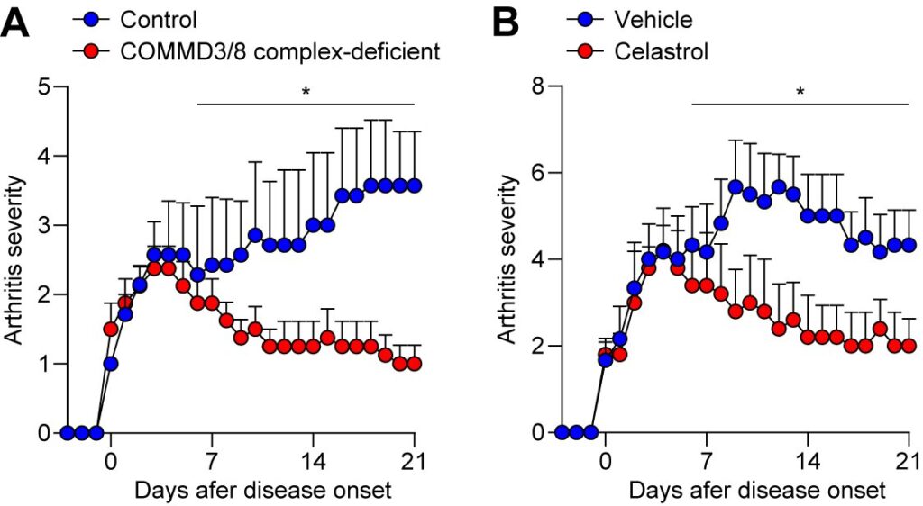 Fig. 2 Effetti del deficit del complesso COMMD3/8 (A) e del trattamento con celastrolo (B) sulla progressione della malattia in un modello murino di artrite reumatoide. Credito: Science Immunology (2023). DOI: 10.1126/sciimmunol.adc9324