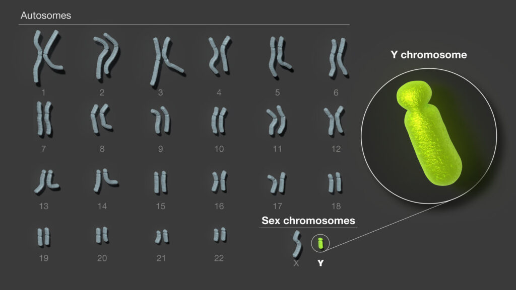 Fino a poco tempo fa, circa la metà del cromosoma Y umano mancava dal genoma di riferimento. Ora gli scienziati hanno sequenziato questo cromosoma da un capo all'altro. Credito: Istituto nazionale di ricerca sul genoma umano