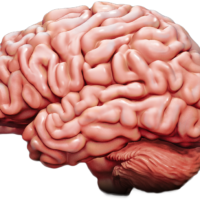 Perché alcuni tumori cerebrali non rispondono bene all’immunoterapia