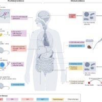 I ricercatori confermano il ruolo dei microbi intestinali nella terapia del cancro