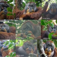 L’orango selvatico cura la ferita con una pianta antidolorifica