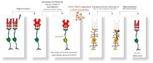 Vista ripristinata: la ricerca sulla terapia retinica segna la prima induzione riuscita della rigenerazione neurale a lungo termine