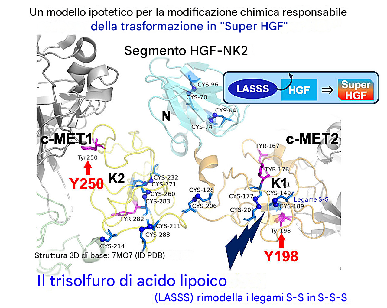 L'HGF è un attivatore chiave delle cellule staminali muscolari che normalmente risiede nella matrice extracellulare, ma che con l'età diventa disfunzionale a causa della nitrazione. I ricercatori dimostrano che l'interazione con il trisolfuro di acido lipoico (LASSS) può convertire l'HGF in "Super HGF", una forma con maggiore affinità di legame al recettore e resistenza alla disfunzione indotta dalla nitrazione. I legami disolfuro potrebbero essere potenziali bersagli per il rimodellamento mediato da LASSS in legami trisolfuro. Crediti: Ryuichi Tatsumi / Università di Kyushu 