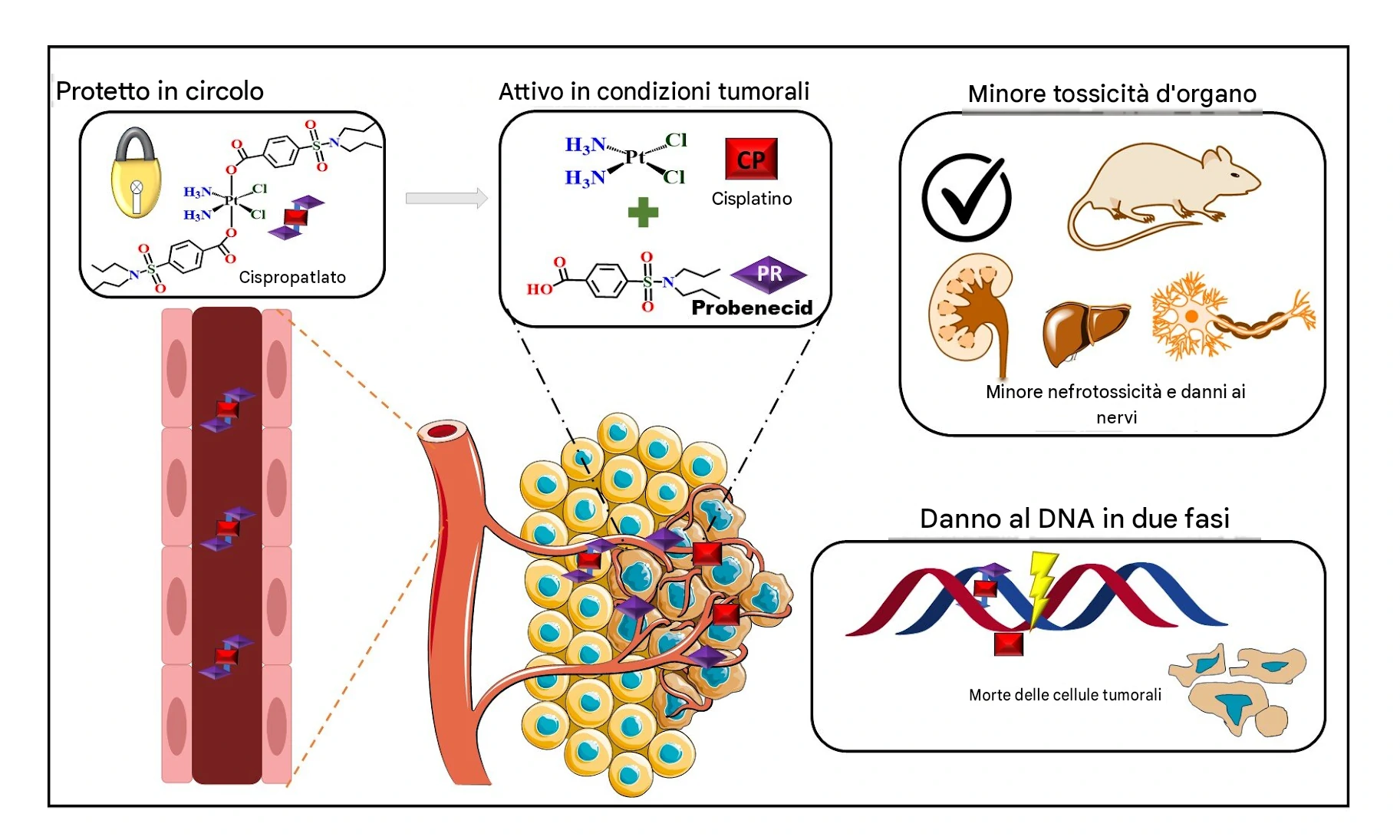 Il cispropatin combina cisplatino e probenecid in un'unica molecola che si diffonde in modo sicuro nell'organismo, attacca il DNA tumorale in due fasi distinte e previene i gravi danni renali e nervosi associati alla chemioterapia standard. Crediti: Immagine fornita dagli autori, icona fornita da Servier Medical Art 