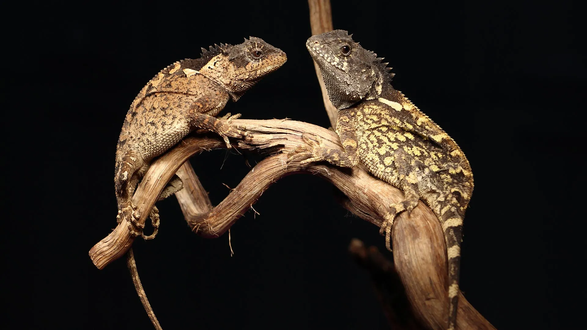 Paratipi femmine adulte di Acanthosaura syrax. Fonte: Trivalairat et al., 2026