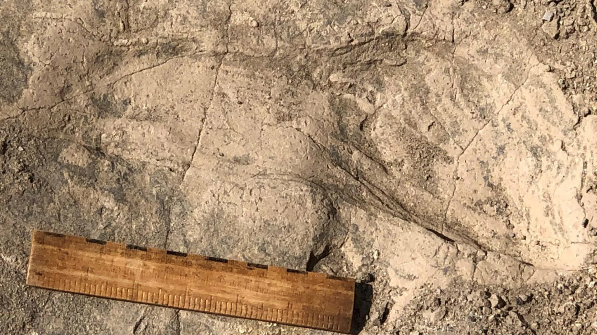 Antiche impronte ritrovate in Kenya rivelano che otto esemplari di Paranthropus boisei potrebbero aver viaggiato insieme 1,4 milioni di anni fa, raggiungendo, in alcuni casi, dimensioni corporee sorprendentemente grandi, simili a quelle umane. Le tracce offrono una rara opportunità di osservare il loro comportamento sociale e suggeriscono che questi parenti estinti dell'uomo potrebbero aver vissuto in gruppi più complessi di quanto si pensasse in precedenza. Una delle grandi impronte risalenti a 1,4 milioni di anni fa che il team ha rinvenuto durante gli scavi. Un righello da 6 pollici (~15 cm) è mostrato per dare un'idea delle dimensioni. Credito: © Kay Behrensmeyer