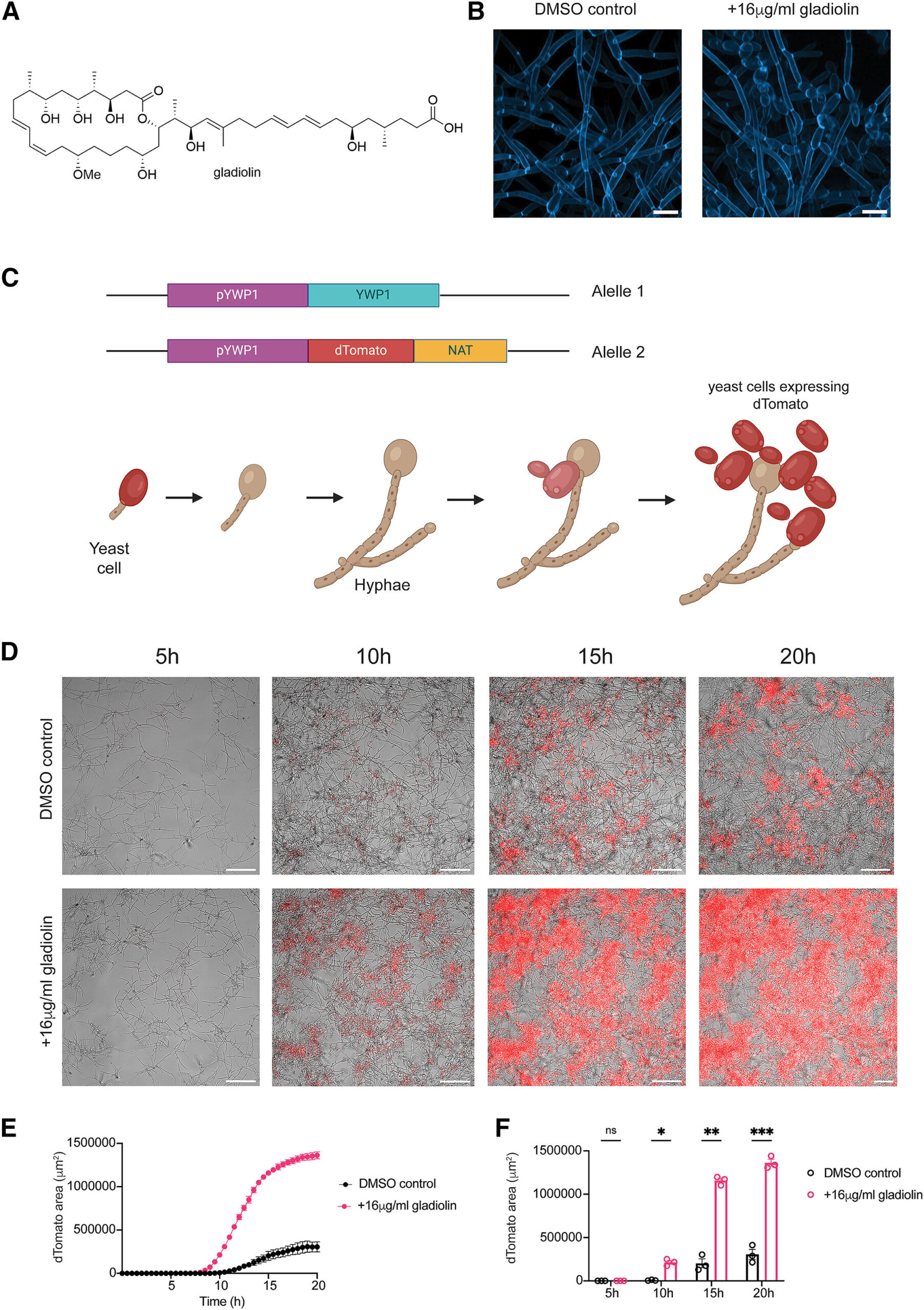 La gladiolina accelera la transizione da ife a lievito in C. albicans. Fonte: Current Biology (2026). DOI: 10.1016/j.cub.2026.07.057 