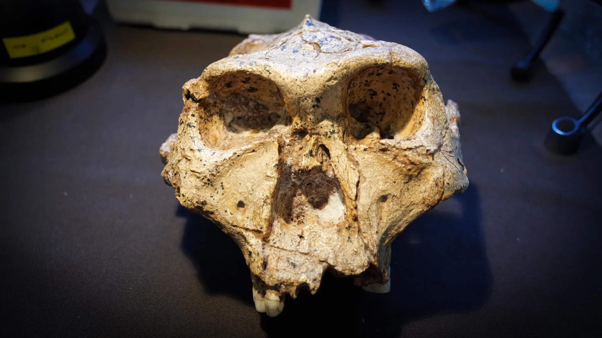 Una nuova ricerca della Monash University sostiene che i nostri antenati Paranthropus (nella foto) e Australopithecus, vissuti fino a 5 milioni di anni fa, dovrebbero essere inclusi nel gruppo di specie Homo. Credito: Ian Towle, Monash University