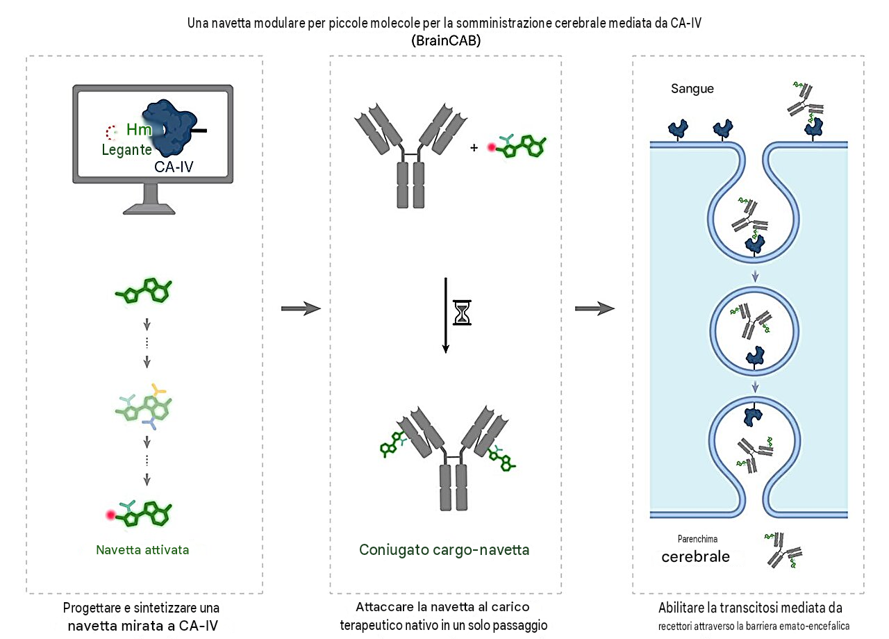 Il concetto di BrainCAB: piccole molecole navetta progettate per legarsi al recettore CA-IV sono modificate con gruppi reattivi alle ammine (a sinistra), facilitando una semplice bioconjugazione in un unico passaggio al carico terapeutico (al centro). Una volta somministrate tramite iniezione endovenosa, le navette si legano al CA-IV sulle cellule endoteliali cerebrali, innescando la transcitosi attraverso la barriera emato-encefalica e rilasciando il carico terapeutico al cervello (a destra). Crediti: Figura creata in BioRender; Ding, X. https://biorender.com/9eggvfi (2026)