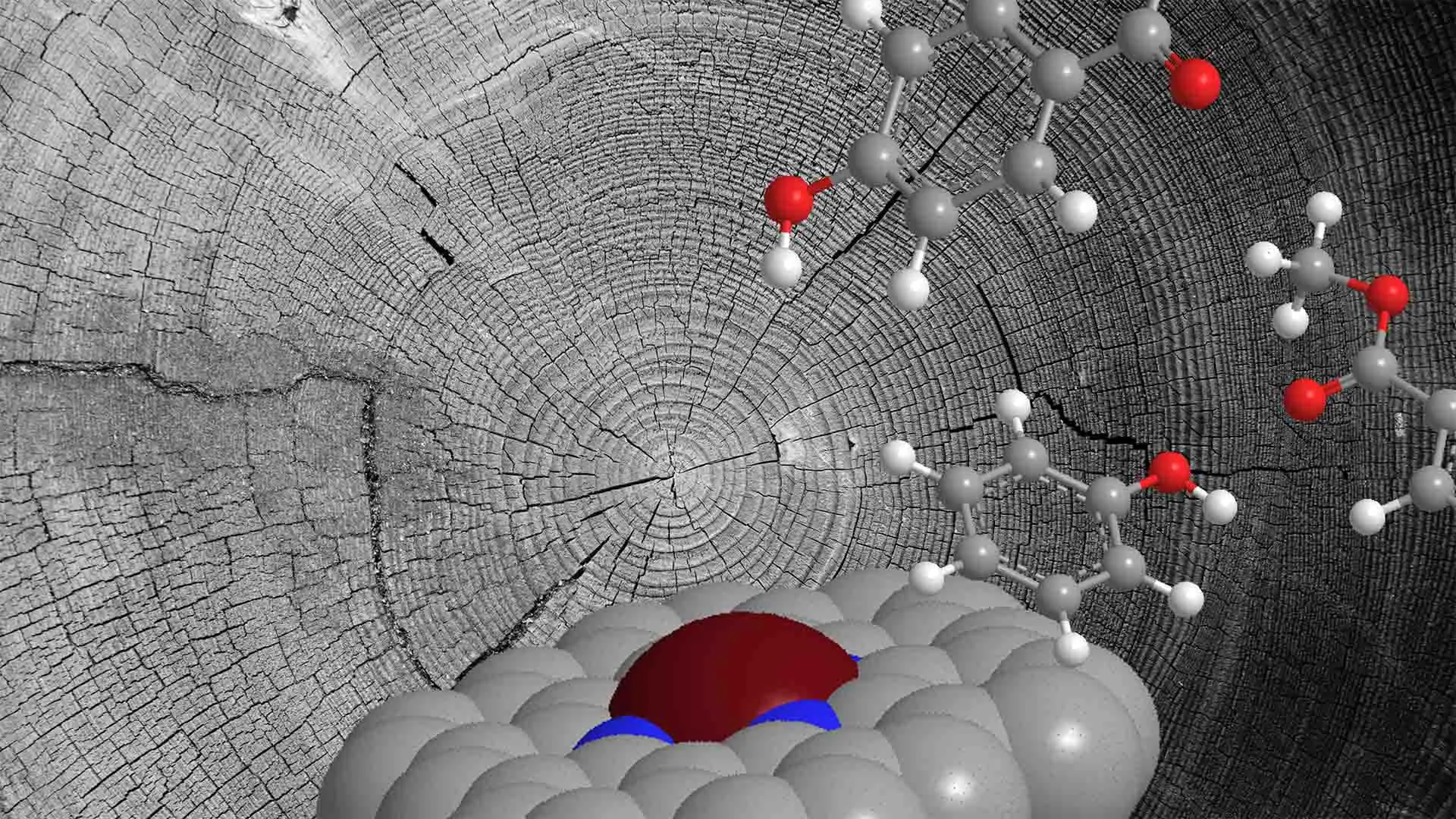 La lignina di origine vegetale reinventata come piattaforma per catalizzatori ultra-efficienti che potrebbero contribuire a rendere la chimica più sostenibile. Fonte: Università di Manchester
