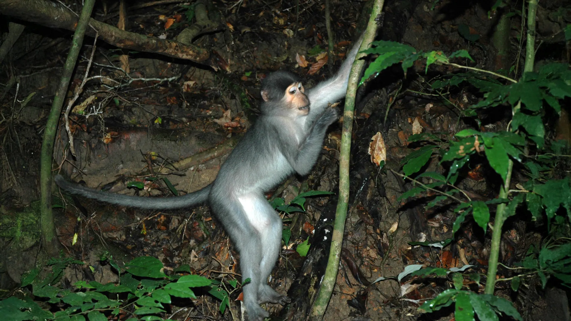 I ricercatori hanno osservato e confermato con misurazioni che le scimmie mangabey fuligginose selvatiche in una foresta della Costa d'Avorio presentano una flessibilità delle ossa del piede che facilita l'arrampicata verticale sui tronchi sottili degli alberi per nascondersi, cercare cibo o dormire. Credito: W. Scott McGraw