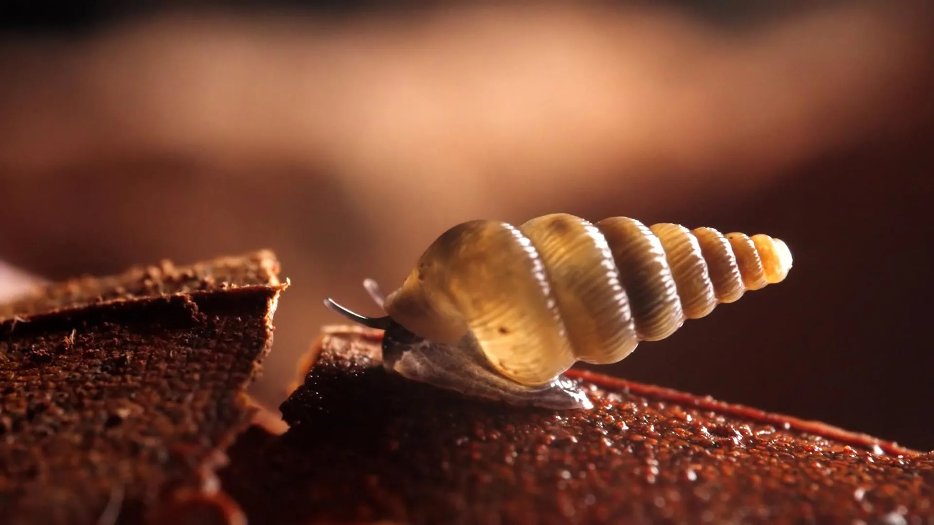 Gli scienziati hanno scoperto due nuove e minuscole specie di lumache in Montenegro, a dimostrazione che anche l'Europa ospita ancora animali sconosciuti alla scienza. Una di queste vive nel canyon di Komarnica, minacciato da un progetto per la costruzione di un bacino idroelettrico che potrebbe distruggere l'habitat prima ancora che la sua biodiversità sia completamente compresa. Una lumaca del genere Cochlostoma che striscia in Montenegro. Credito: Roman Willi, Wildreach Productions
