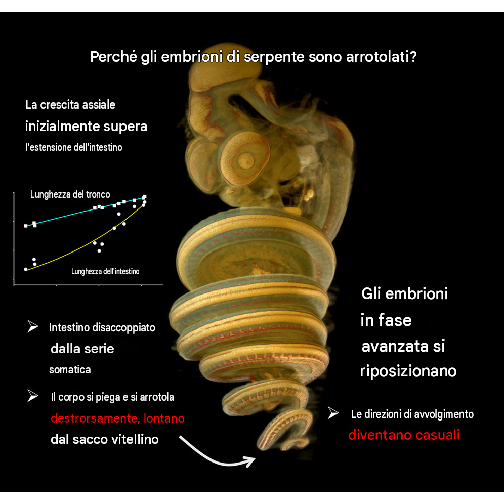 Negli embrioni di serpente, l'allungamento assiale inizialmente supera la crescita dell'intestino.
•
Il corpo assiale si piega e si avvolge in senso orario attorno al "pilastro viscerale" (intestino).