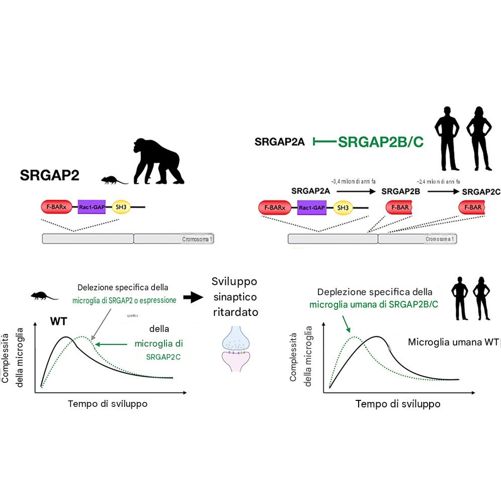 Gli scienziati hanno scoperto che le microglia umane, cellule immunitarie che contribuiscono a plasmare i circuiti cerebrali in via di sviluppo, possono impiegare dai quattro agli otto anni per maturare, anziché solo poche settimane come avviene nei topi. Questo processo insolitamente lento potrebbe contribuire a spiegare come il cervello umano sviluppi la sua straordinaria complessità e le sue capacità cognitive.