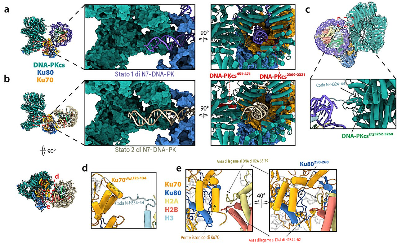 Le interazioni tra istoni, DNA e PK guidano la progressione del DNA-PK sui nucleosomi. Fonte: Nature Communications (2026). DOI: 10.1038/s41467-026-77534-9