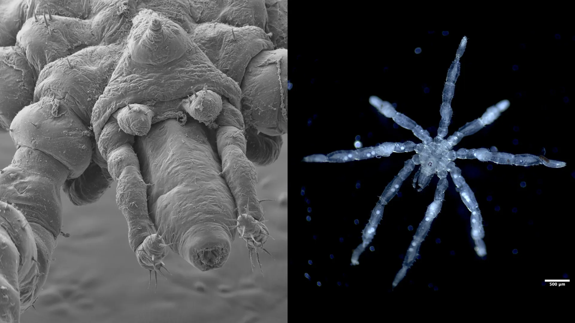 A sinistra: il volto di Tanystylum kiixin in scala 100 micrometri. A destra: una foto di una nuova specie di ragno di mare, Tanystylum kiixin. Crediti: Cormac Toler-Scott