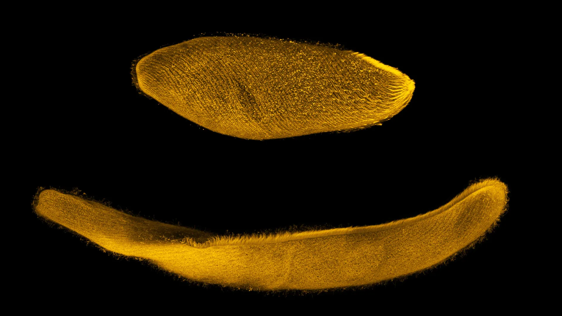 Un organismo unicellulare può ridursi a un quarto della sua lunghezza in pochi millisecondi grazie a una straordinaria "rete" proteica alimentata dal calcio. Gli scienziati sperano che questo insolito meccanismo possa ispirare la creazione di muscoli artificiali capaci di muoversi molto più velocemente di quelli attuali. Spirostomum ambiguum. Credito: Joseph Lannan 