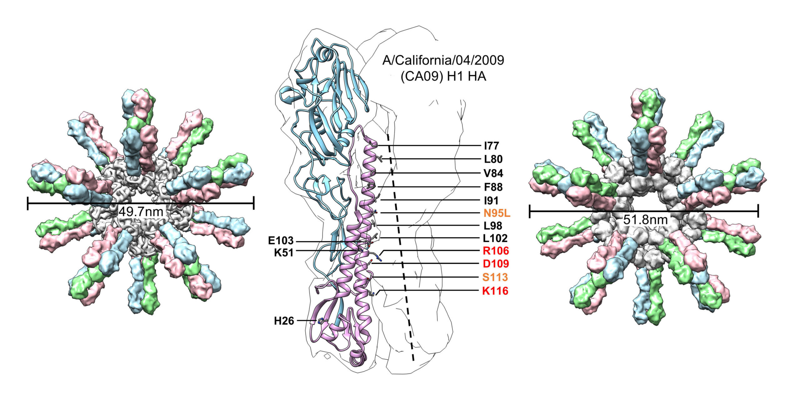 Trimero stabilizzato dell'emoagglutinina (HA) del virus influenzale CA09, con la nanoparticella proteica autoassemblante (SApNP) HA-E2p-L4P a 60 nucleotidi a sinistra e HA-I3-01v9b-L7P a destra. Fonte: Scripps Research 