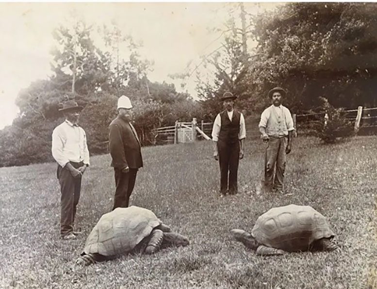 Jonathan arrivò a Sant'Elena come dono a Sir William Grey-Wilson nel 1882, che in seguito divenne governatore dell'isola. Questa immagine è stata scattata all'incirca in quel periodo: Jonathan è a sinistra. Crediti: AL Innes 