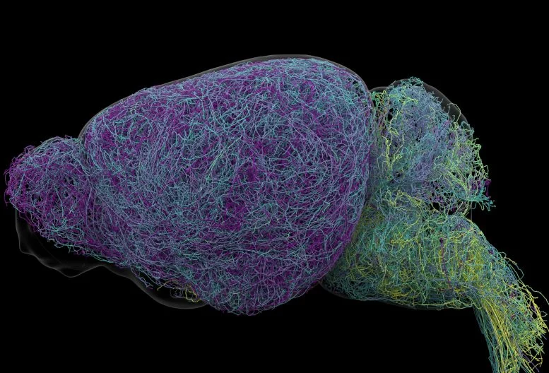 Topografia dei neuroni noradrenergici del locus coeruleus nel cervello del topo. Sono sovrapposti circa 100 neuroni completamente ricostruiti. I neuroni sono colorati in base alla loro posizione. I neuroni dorsali (viola) proiettano alla parte anteriore del cervello, i neuroni ventrali (gialli) proiettano alla parte posteriore. Crediti: Allen Institute