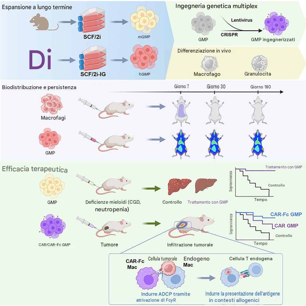 Gli scienziati della USC hanno scoperto un modo per creare una riserva potenzialmente rinnovabile di cellule immunitarie geneticamente modificate in grado di attaccare il cancro e rafforzare le difese naturali dell'organismo. Coltivando e modificando cellule immunitarie immature anziché mature, i ricercatori hanno sviluppato un sistema in grado di produrre continuamente cellule antitumorali all'interno del corpo. 