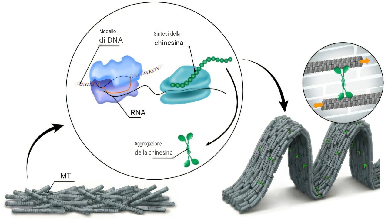 Schema del sistema: uno stampo di DNA guida la trascrizione e la traduzione in vitro dei motori chinesina, che si raggruppano e generano forze estensive all'interno di una fitta rete di microtubuli, portando alla deformazione della rete stessa. Fonte: Nature Materials (2026). DOI: 10.1038/s41563-026-02767-4 