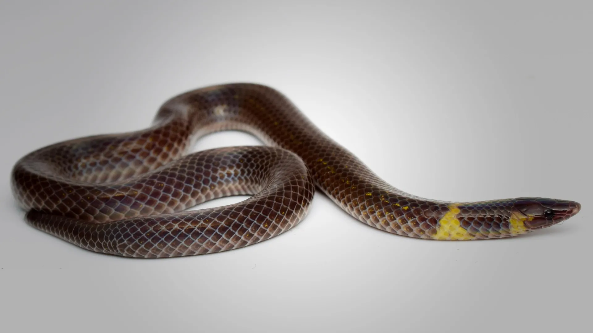 Nel sud-est asiatico, minuscoli serpenti hanno perfezionato una straordinaria tecnica di fuga: rotolare sul terreno a velocità fino a quattro volte superiori a quelle di un normale strisciamento. Gli scienziati hanno scoperto che i serpenti nani delle canne (Anoplophora glabripennis) riescono in questa impresa grazie a movimenti del corpo coordinati con precisione, che permettono loro di ruotare mantenendo la testa incredibilmente stabile.