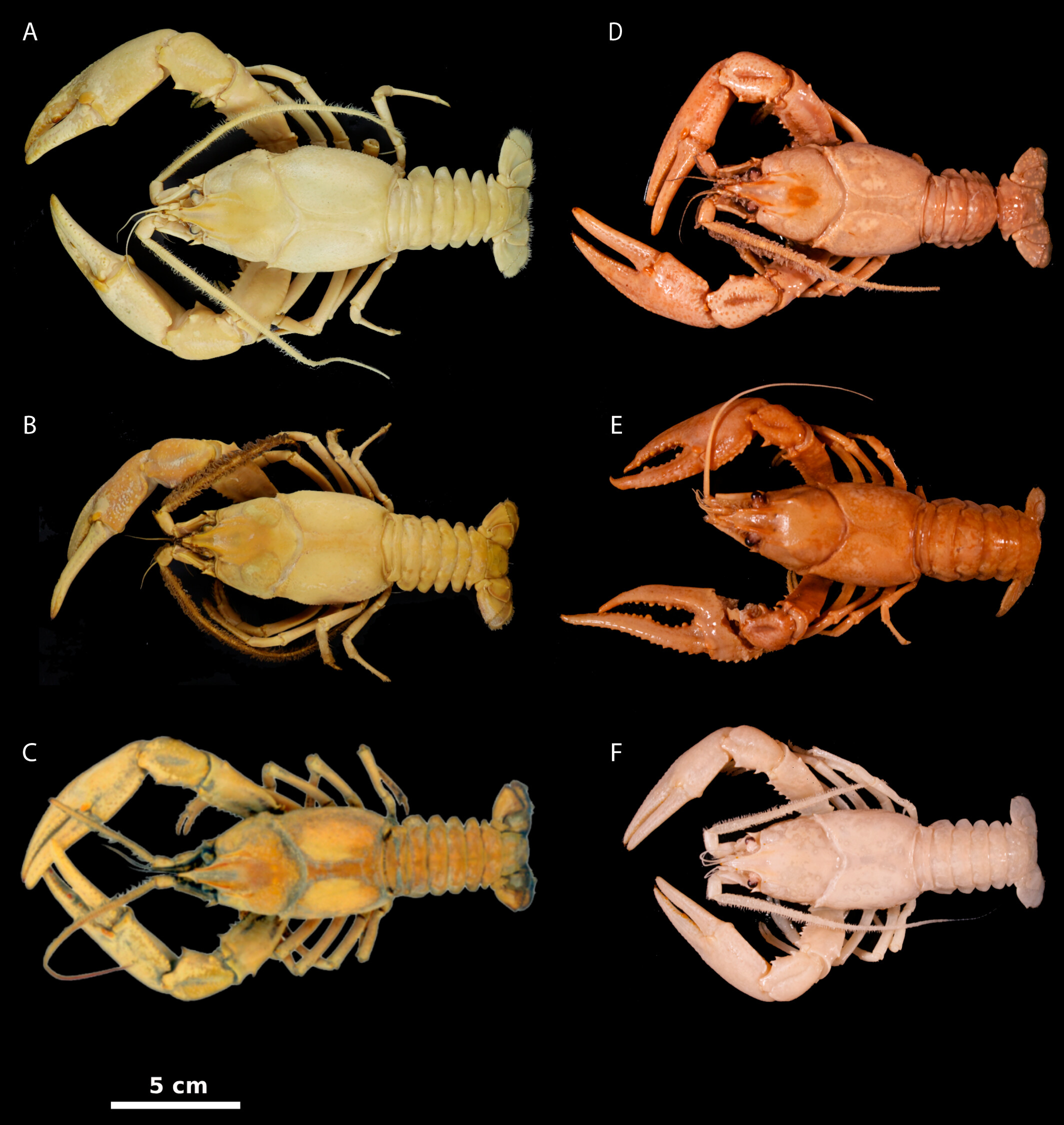 Sei dei più grandi esemplari di gamberi di fiume appartenenti alle specie Barbicambarus simmonsi , B. cornutus e Faxonius longidigitus . Gli esemplari sono depositati nelle collezioni della West Liberty University (WLU), dell'Illinois Natural History Survey (INHS) e dello Smithsonian National Museum of Natural History (USNM) con i seguenti numeri di catalogo: (a) WLU 3272; (b) WLU 3273; (c) INHS 16527; (d) USNM 209259; (e) USNM 132846; (f) USNM 130360. Crediti fotografici: Zackary A. Graham, Caitlin C. Bloomer, Karen Reed, Brooke Grubb. 
